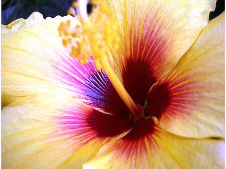 Yellow hibiscus Indian flowers Flowers nature gardening and botany are 